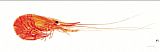 Sea Life Wall Art - Shrimp